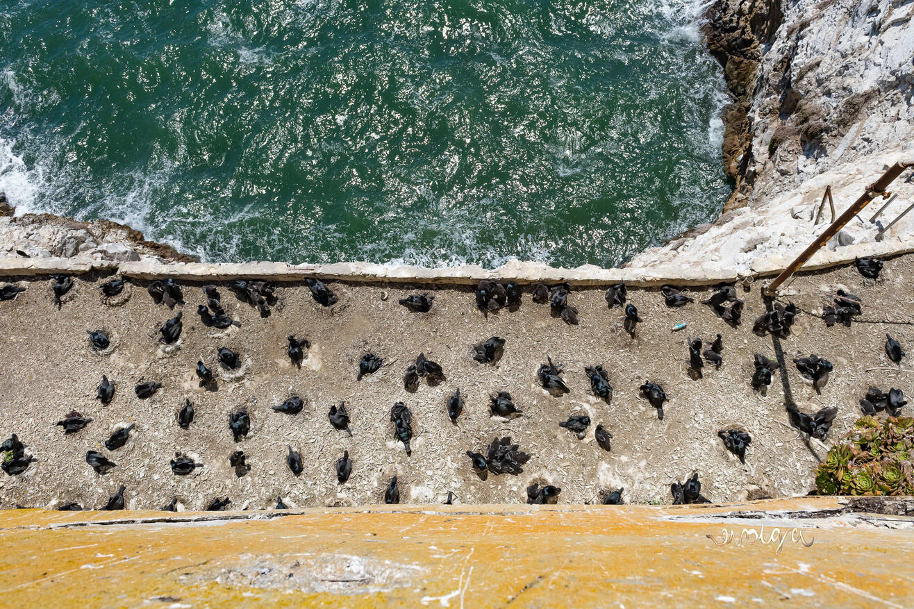 Alcatraz Island life