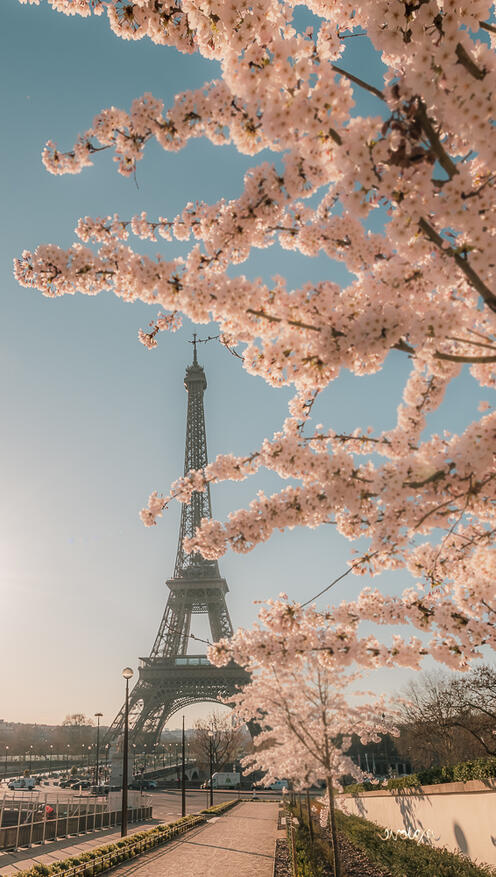 Blossoms over the Eiffel Tower