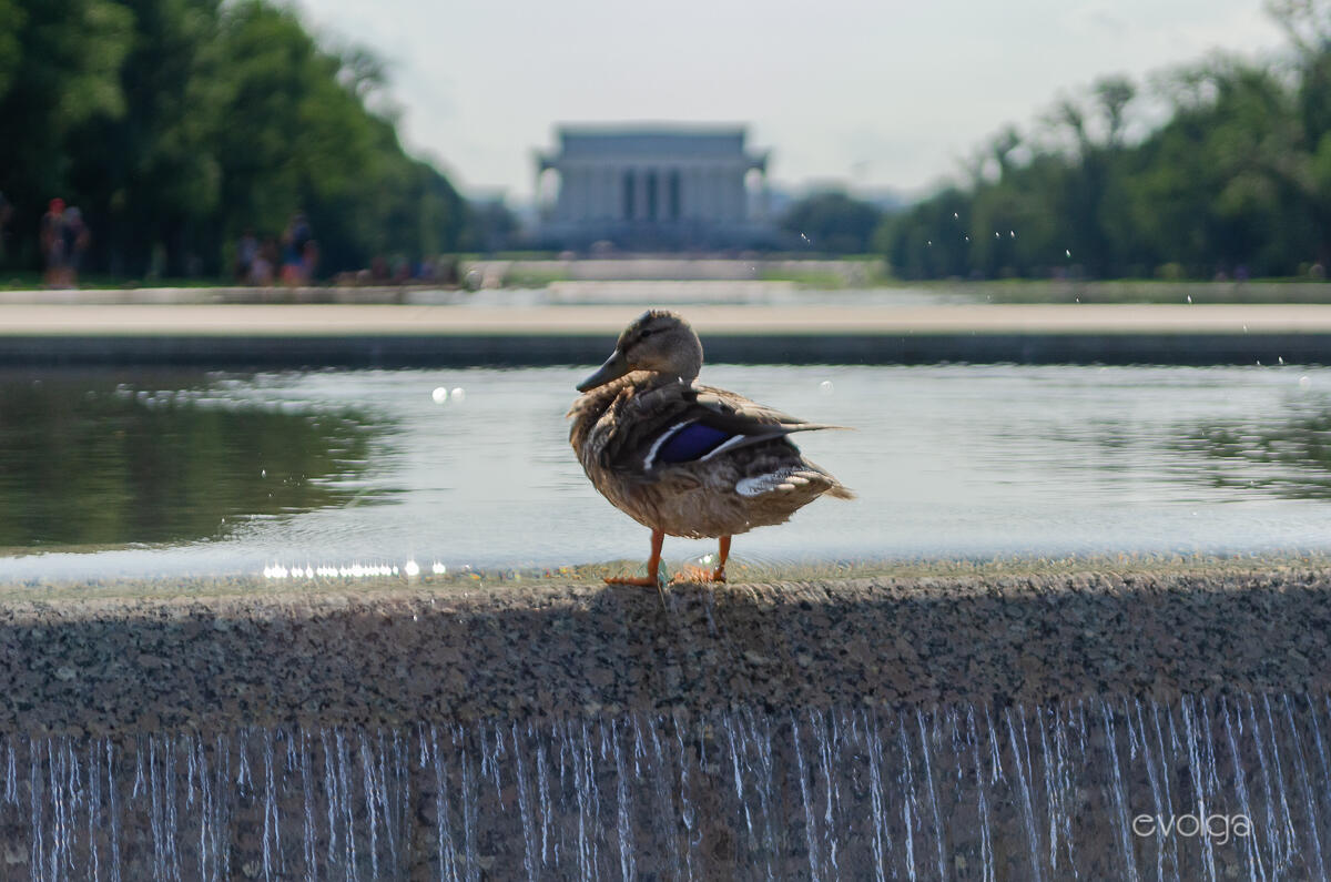 Lincoln Memorial in Washington