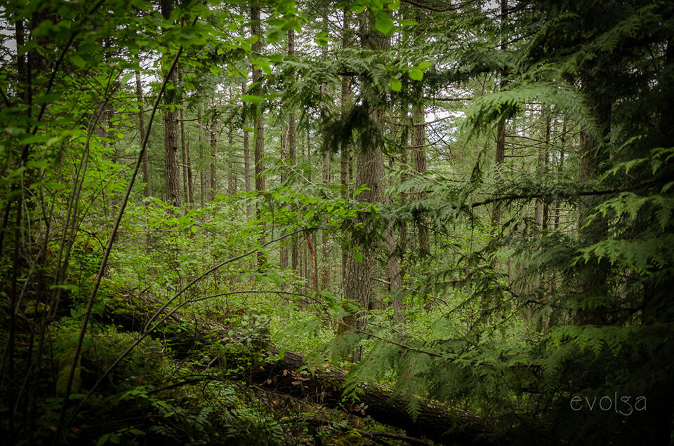 The Woods of Vancouver Island