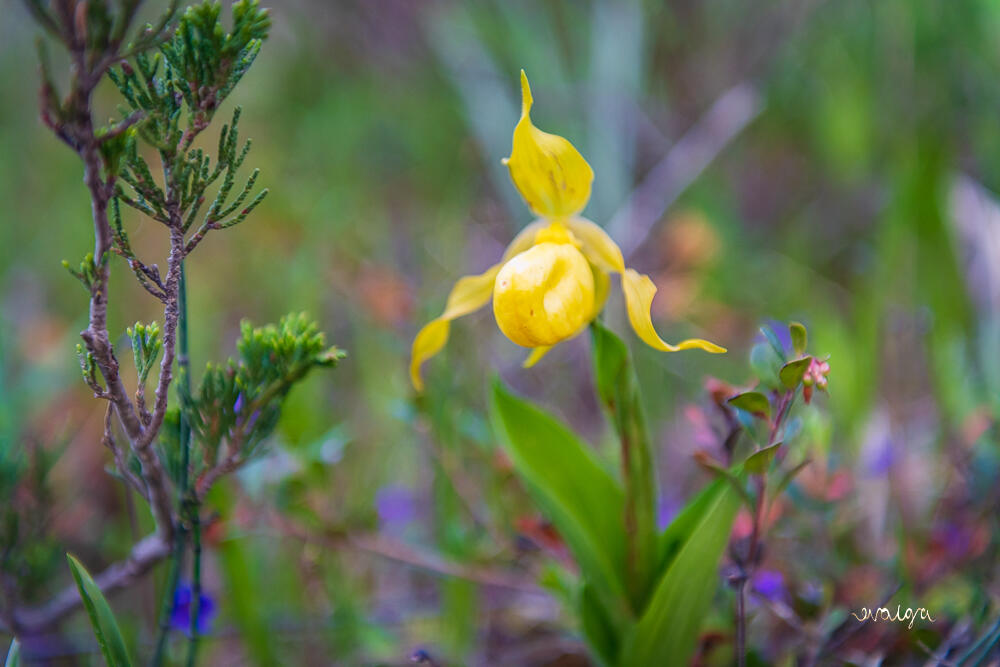 Wildflowers at Dusk