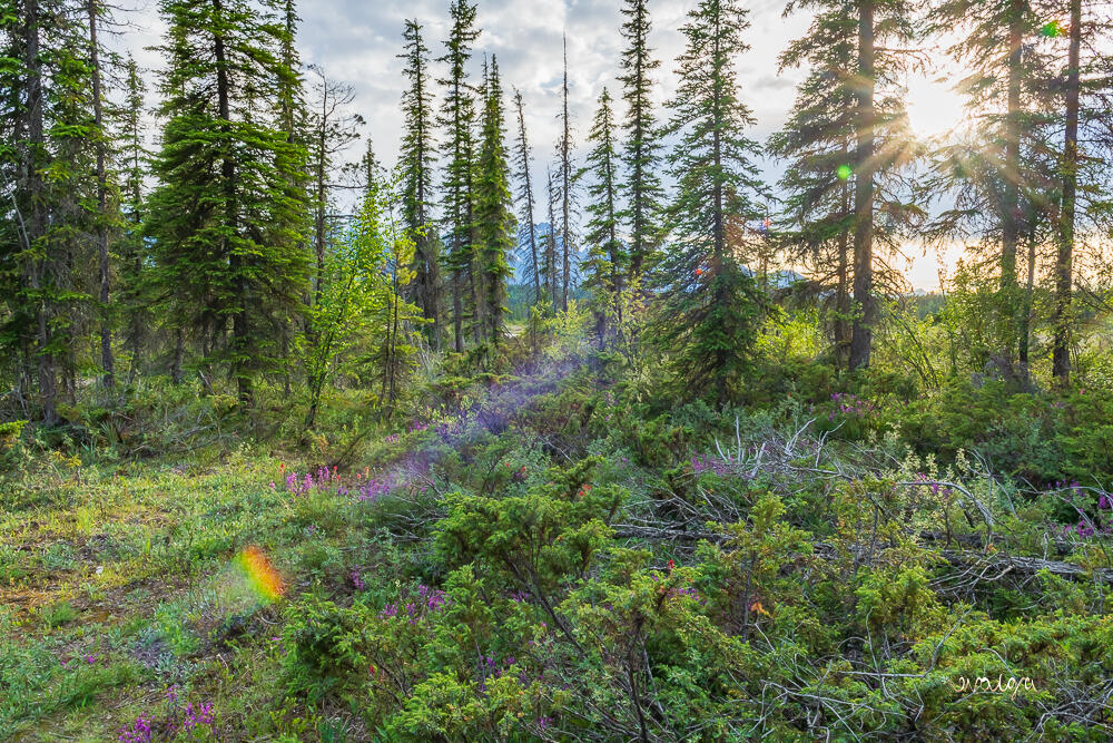 Last Rays of Daylight