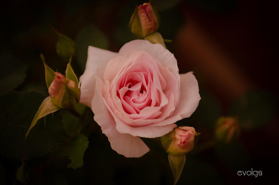 Perfection in the Shadow