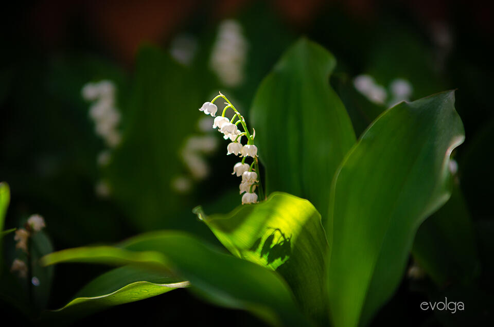 Lily of the Valley