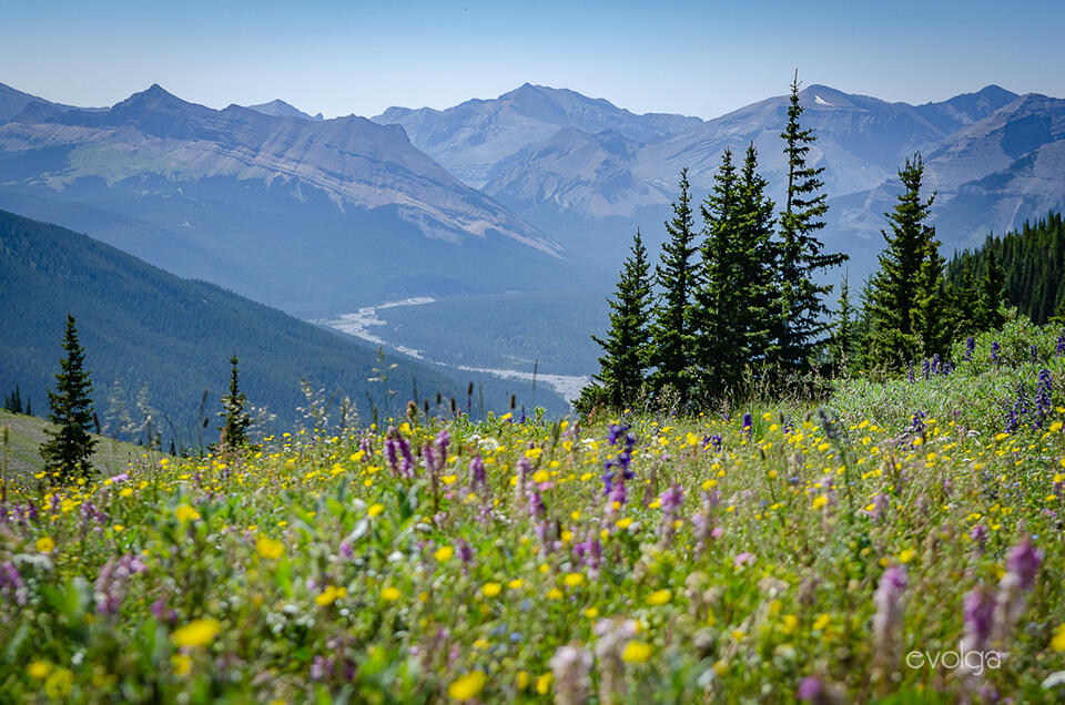 Flowers of Prairie Mountain